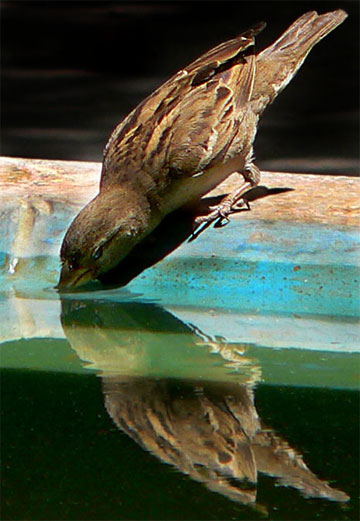 hamedan-bird